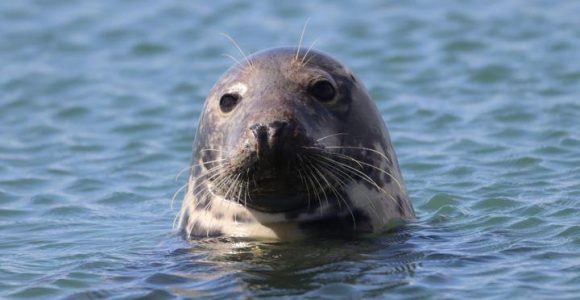   Seal Watching