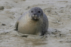 seal-1