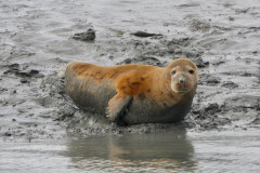 seal-2