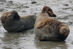 seal-3