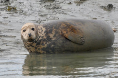 seal-4-Copy