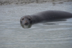 seal-6-Copy